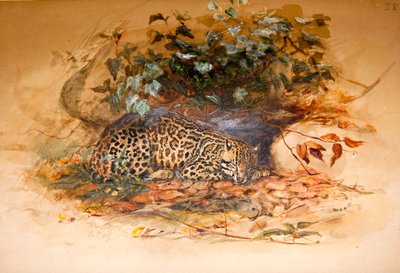 Ocelot, 1851-52 da Joseph Wolf